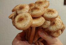 После употребления грибов житель Пензенской области попал в реанимацию