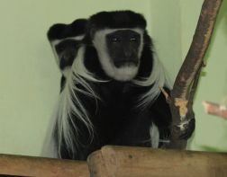 В Пензенском зоопарке проживает обезьяна-долгожительница 