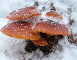 Пензенцы ищут грибы в декабрьском лесу