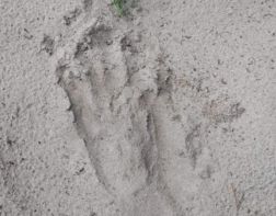 Возле Сосновоборска обнаружили следы медведя
