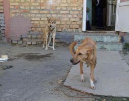 В Тепличном на женщину напала свора бродячих собак
