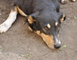 В Пензе отловили 336 бездомных собак