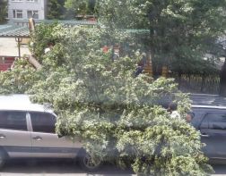 В Пензе около детского сада дерево упало сразу на две машины
