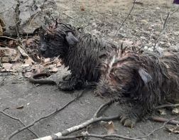 В Пензе спасли трех щенков из колодца
