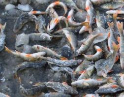 ﻿В Пензенской области 33 жителя заразились от рыбных паразитов 