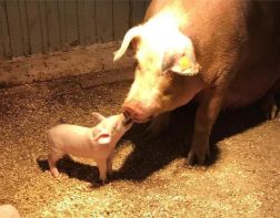 Известная пензенская свинка Роза стала мамой во второй раз 