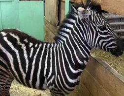 Привезенную в пензенский зоопарк зебру назвали Марго