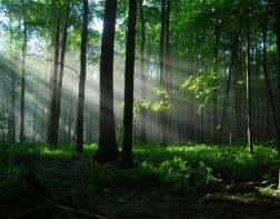 В Пензе могут ввести запрет на посещение лесов