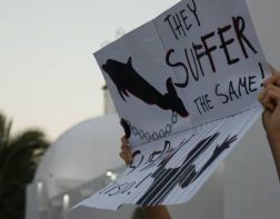 Пензенцев призывают байкотировать передвижной дельфинарий