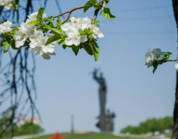 К 9 мая в Пензе начнут оформлять цветочные клумбы