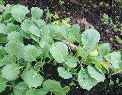 Особенности выращивания капусты белокочанной
