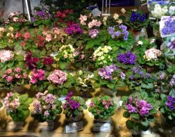 В Пензе пройдет выставка цветов