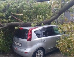 В Пензе из-за упавших деревьев пострадали несколько автомобилей 