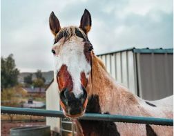 Украденных на Кубани лошадей нашли на скотобойне в Пензенской области