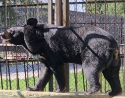 В пензенском зоопарке уснул гималайский медведь 