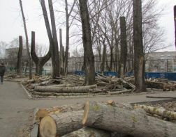 В Пензе уничтожают деревья