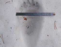 В Пензенской области обнаружены следы медведя