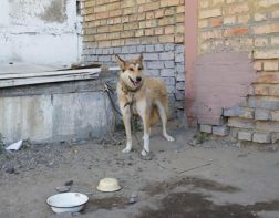 В Арбеково травят домашних животных — очевидцы 