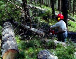 Пензенский депутат выплатит за вырубку леса 14 миллионов рублей