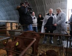 В Пензенской области увеличился объем производства молока 
