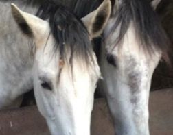 Пензенцев просят помочь спасти лошадей с бойни 
