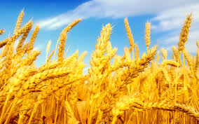 Пошлина на пшеницу может вырасти
