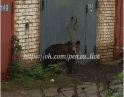 В Пензе гаражи охраняет медведь