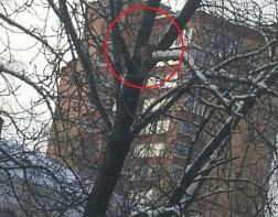 Пензенцы просят спасти кота, который второй день сидит на дереве