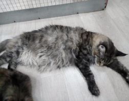 Несчастные пушистики: зоозащитники бойкотируют выставку кошек в Пензе