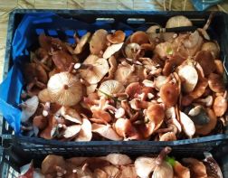 Пензенцы радуются урожаю грибов в лесах