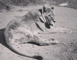В пензенском зоопарке умерла 23-летняя львица Дайана