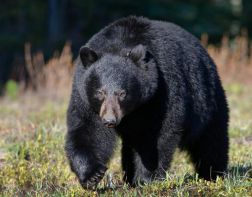 В Канаде медведь загрыз женщину с ребенком