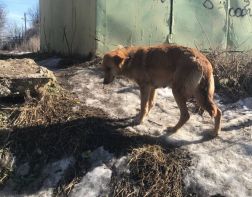  Пензенцы просят помочь больной собаке с щенятами