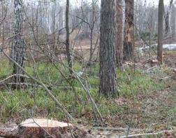 В Пензе вырубили деревьев более чем на 1 миллион рублей