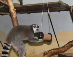 В пензенском зоопарке обезьянам подарили новые кормушки