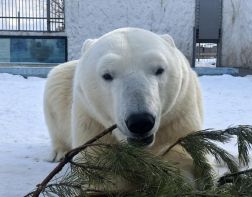 В Пензенском зоопарке расскажут, как чистят зубы медведю