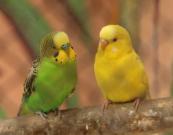 В Пензенском зоопарке отмечают беби-бум у попугаев