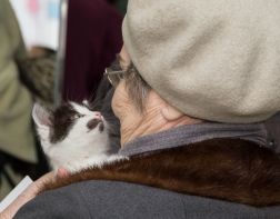В Пензе прошла выставка бездомных кошек