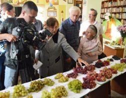 Пензенцев приглашают на «День винограда»