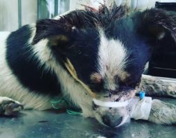 В сети обсуждают жестокое избиение пса в Сердобске