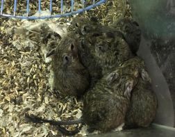 Пензенскому фонду по защите животных подкинули белок Дегу