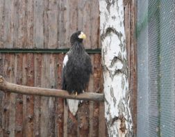 В Пензенском зоопарке нашли пару редкому белоплечему орлану