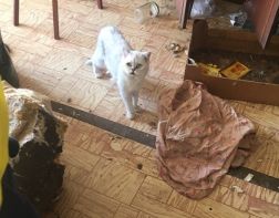 В пензенской квартире 26 кошек жили без пищи и воды