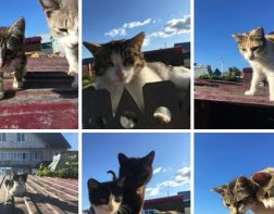 В Пензе после смерти пенсионерки 12 кошек остались без хозяйки