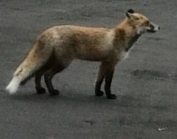 ﻿Жители Кузнецка боятся гуляющей по городу лисы 