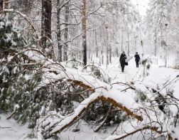Упавшие сосны и сугробы: Заречный завалило снегом. ФОТО