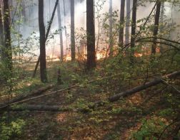 ﻿В Пензенской области потушили 28 лесных пожаров