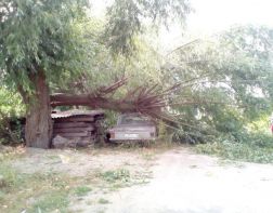 В Пензе из-за сильного ветра попадали деревья