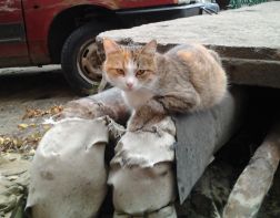 В Пензе кошкам запретили жить в подвалах многоквартирных домов