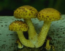 Зареченец выращивал галюциногенные грибы